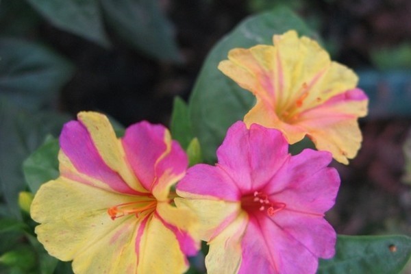 为什么一朵花会开出两种不同颜色的花瓣?