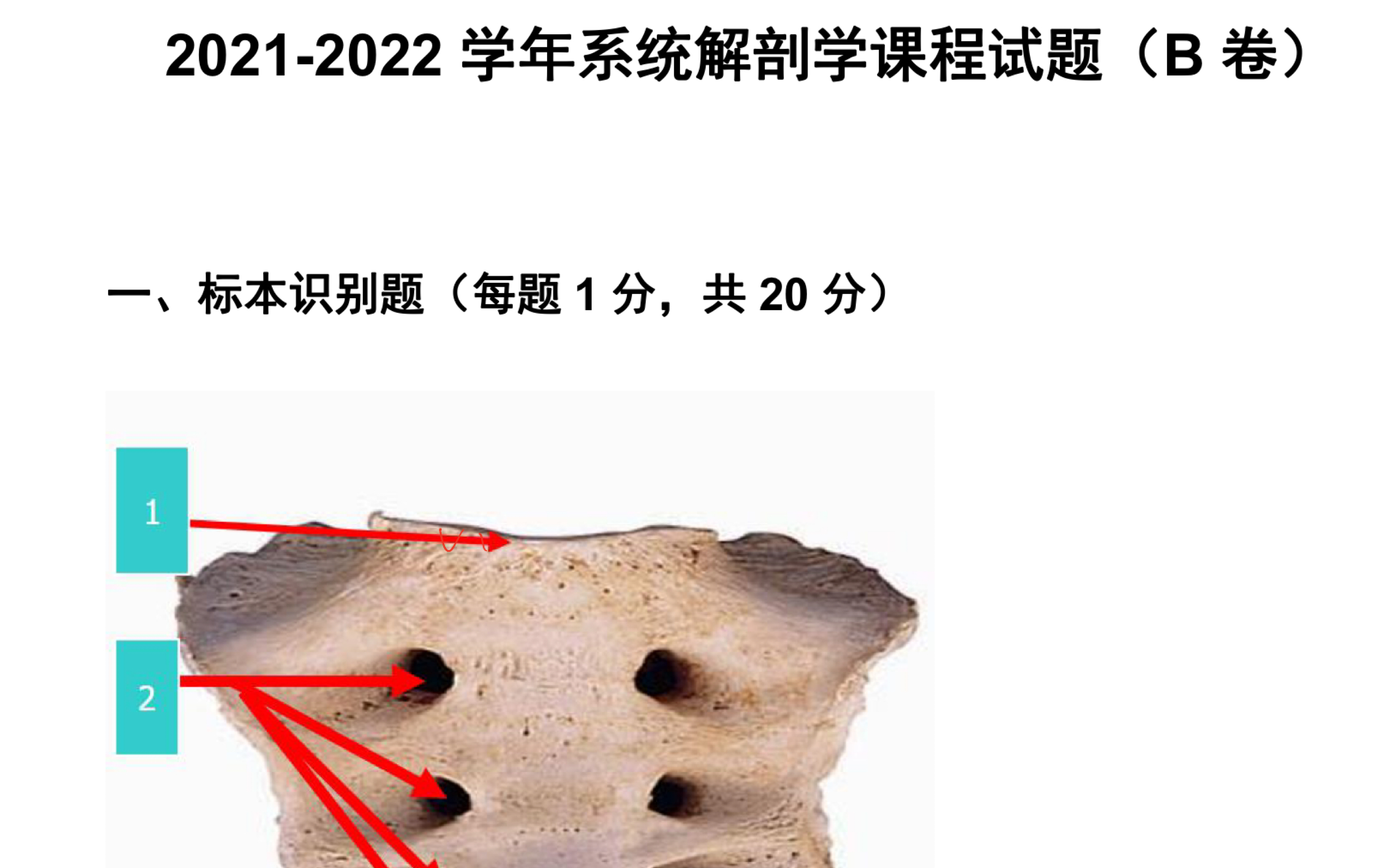 [图]系统解剖学期末模拟试卷B卷-1