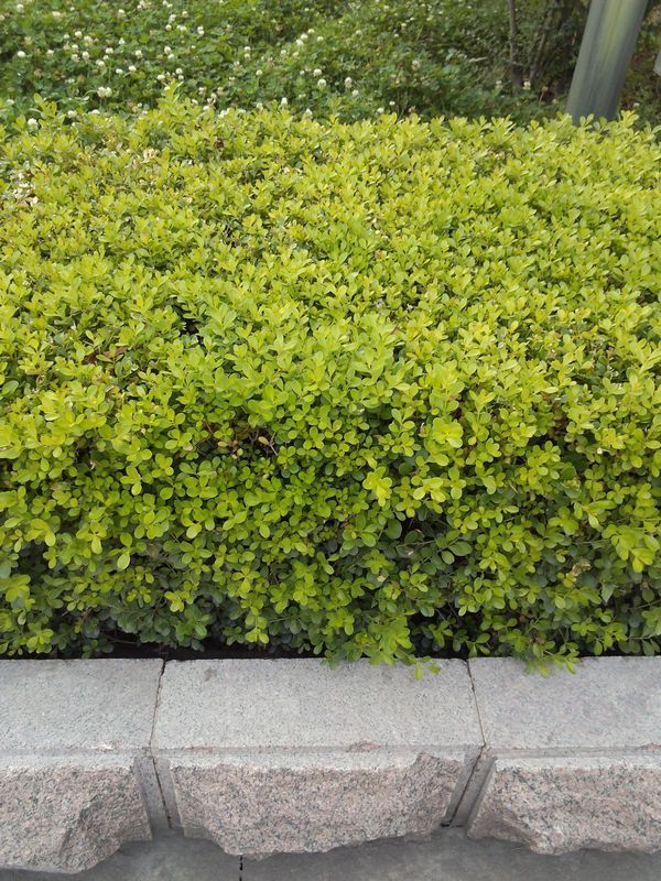 常见绿化带灌木植物图片