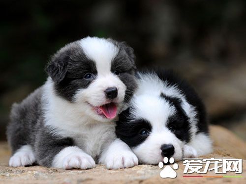 边境牧羊犬训练飞盘 如何训练狗狗接飞盘