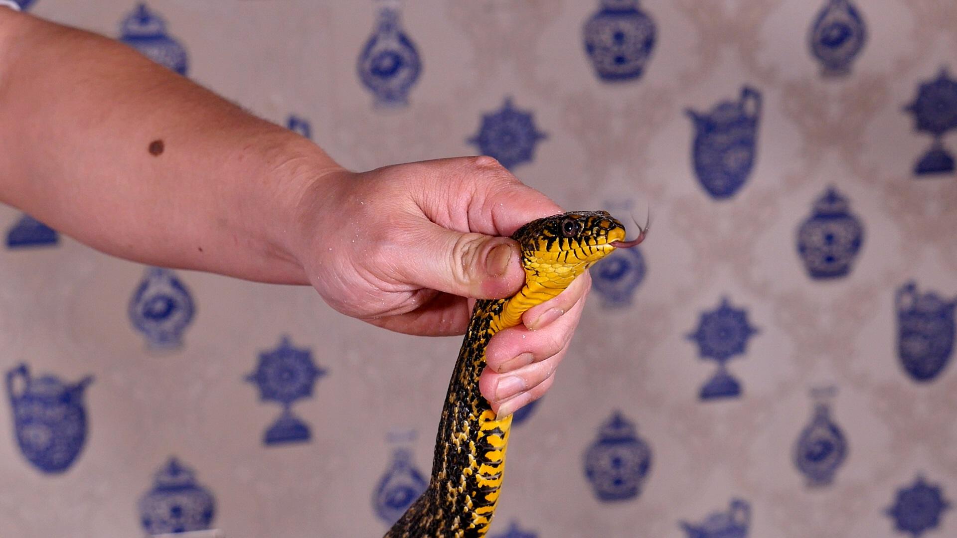 实拍酒店杀蛇全过程,大蛇没反应过来就成美味了,猜猜蛇胆在哪里?