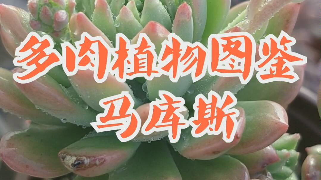 [图]多肉植物图鉴-马库斯