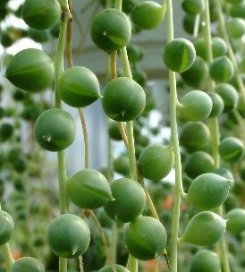 多肉植物什么品种最受欢迎