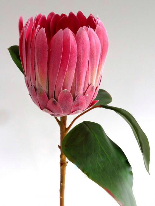 请问这是什么花.学名叫什么?