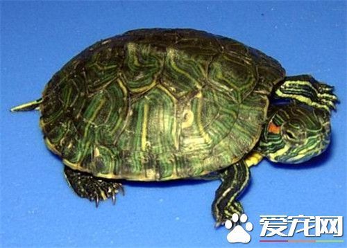乌龟的年龄怎么看