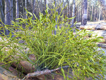有一种植物寄生在枫杨树上,有人说是药材,但不知何名,它的叶子很柔软