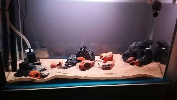 我养的马鲷,非洲王子,雪鲷,雪中红,非洲凤凰,特