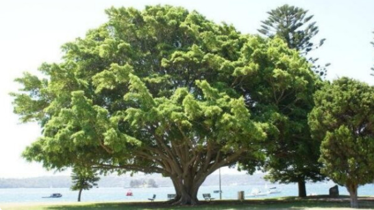 一颗颗榕树就像一顶顶撑开的绿绒大伞,树叶密不透风可以遮太阳,挡风雨