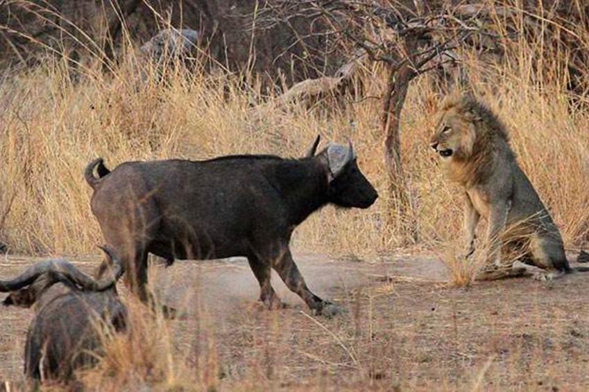 视频:狮子活吃野牛,野牛皮被剥下一层都没见血,狮子好这口?