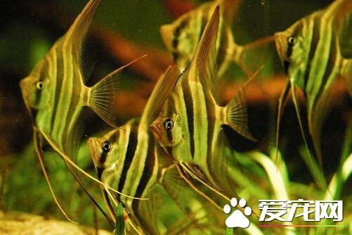 埃及神仙魚為什麼貴 帶你瞭解埃及神仙魚0