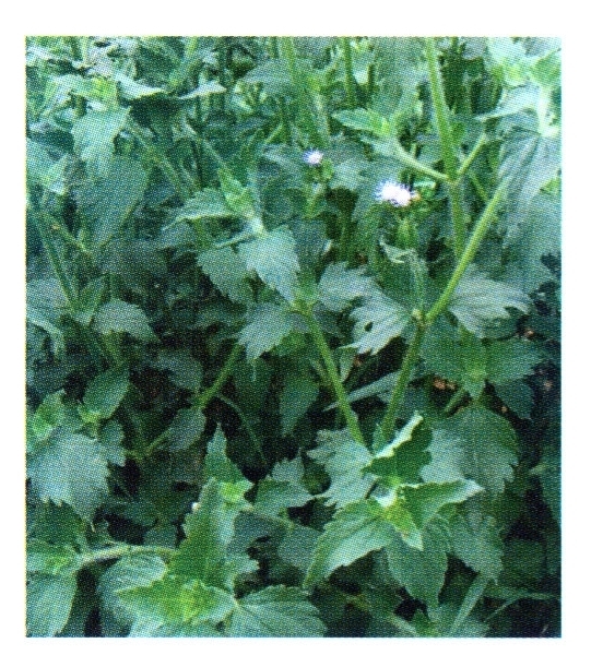 怎样识别假臭草?