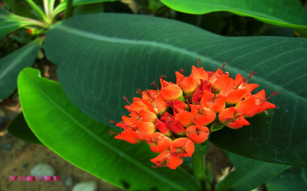 这是什么花 哪位高人解答