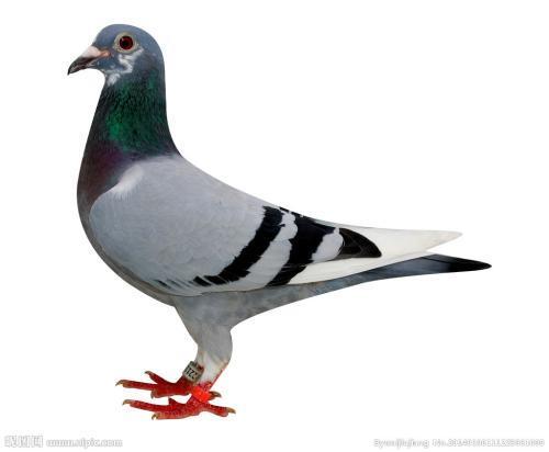 鸽子呼吸是可以听见呼噜呼噜的声音,求教