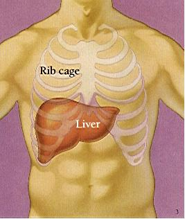人体的肝在那个部位比如说在人体的又胸肌下面?