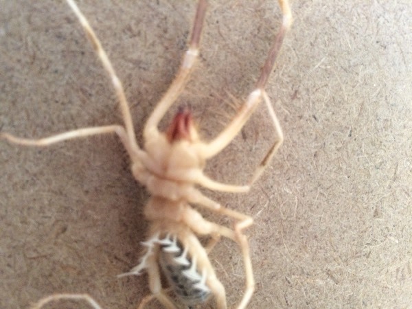 在甘肃住宿发现这样一种虫子谁知道这是什么虫