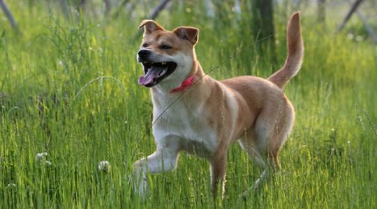 中華田園犬的智商排名