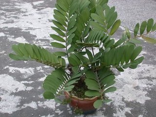 阔叶苏铁分类地位,识别特征,产地分布,生长习性