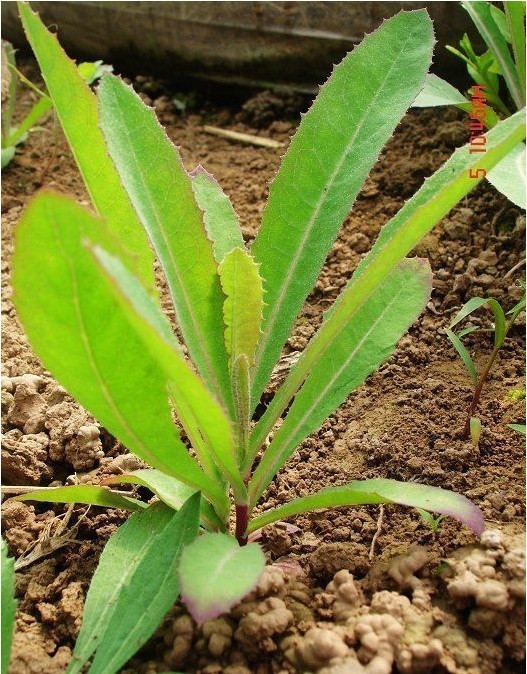 什么是苣荬菜呢