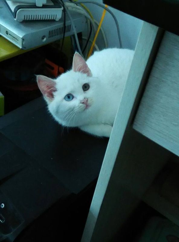 给猫咪为猫粮最好分时间段喂吗? 都什么时间喂