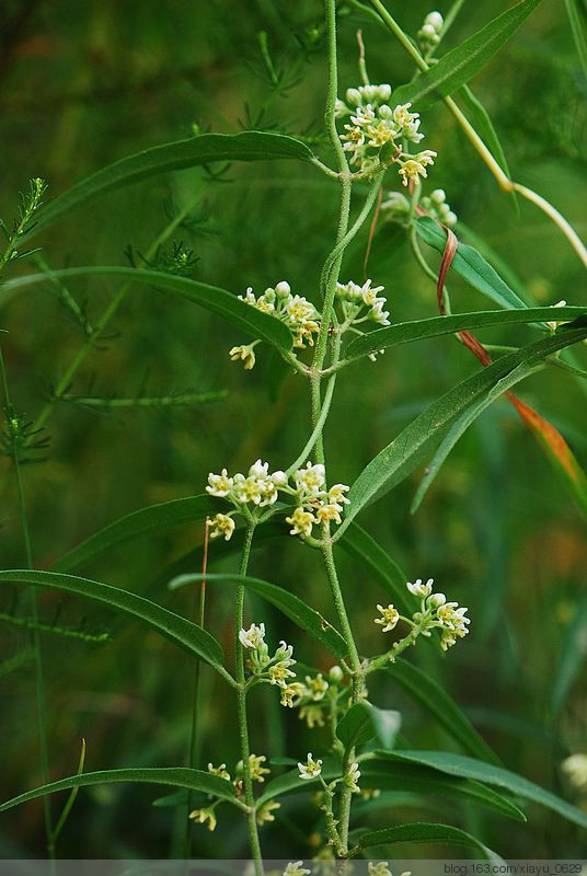 地梢瓜的主要价值