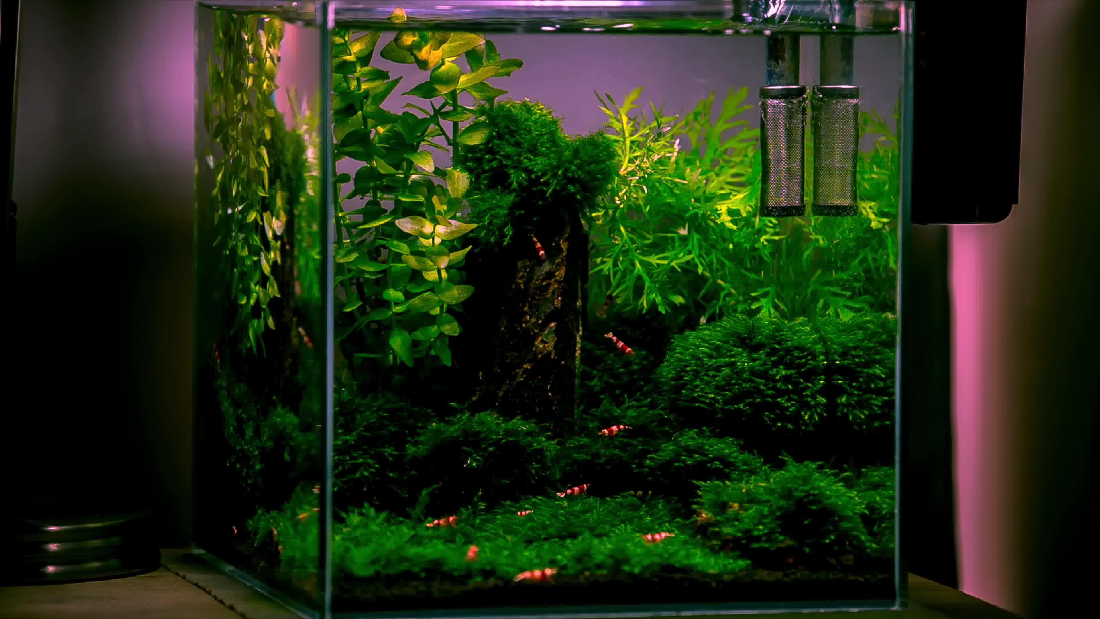 (草缸欣赏)莫斯水草缸新面貌