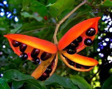 有一种果实广东话叫"勤婆",形状像荷兰豆,果皮红色,煮熟才能吃,学名叫