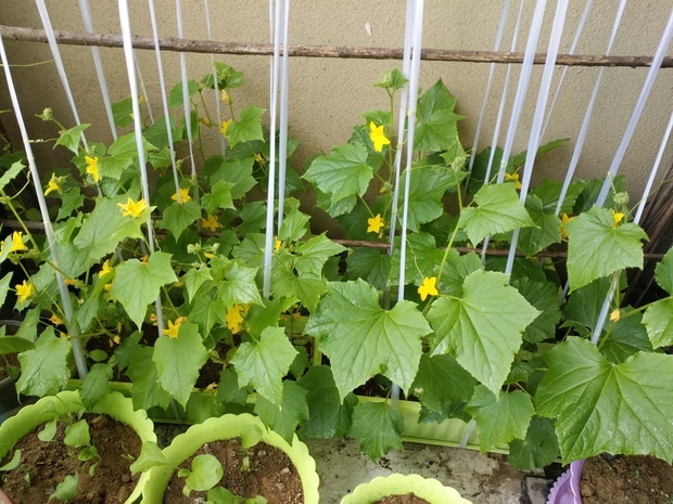 我在阳台上种的黄瓜怎么只开花不结果,好像没