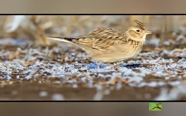 經典雲雀叫聲百靈鳥叫聲