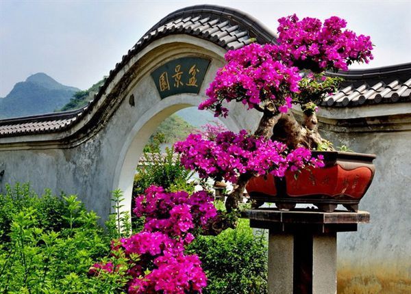 三角梅怎么做成盆景