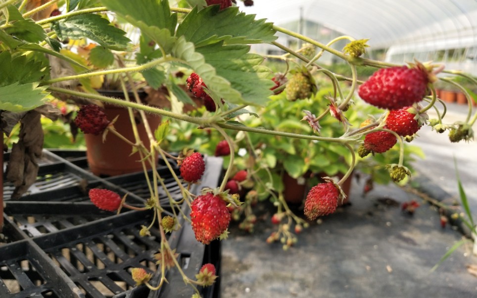 【园艺】耐热 四季高山 草莓-最适合夏天和新手的芳香绵软小 草莓,哪