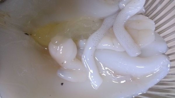 鱿鱼的肚子的籽图片图片