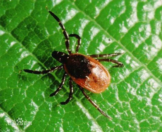 室友都被一种咬人的吸血虫子折磨,这种虫子晚上大家睡觉了出来吸血