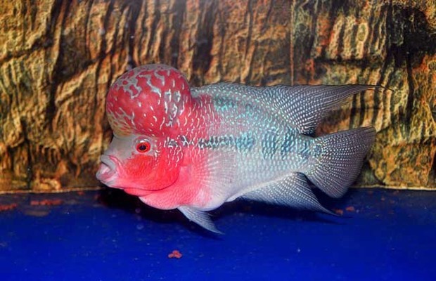 罗汉鱼喜欢吃什么食物