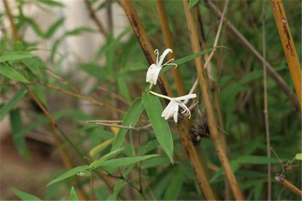 "竹子开花,立马搬家",如果遇到竹子开花该怎样应对呢?