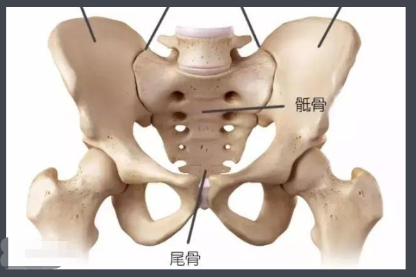 此外尚有一些重要韧带,即髂腰韧带,强韧肥厚,张于第5腰椎横突与髂嵴后