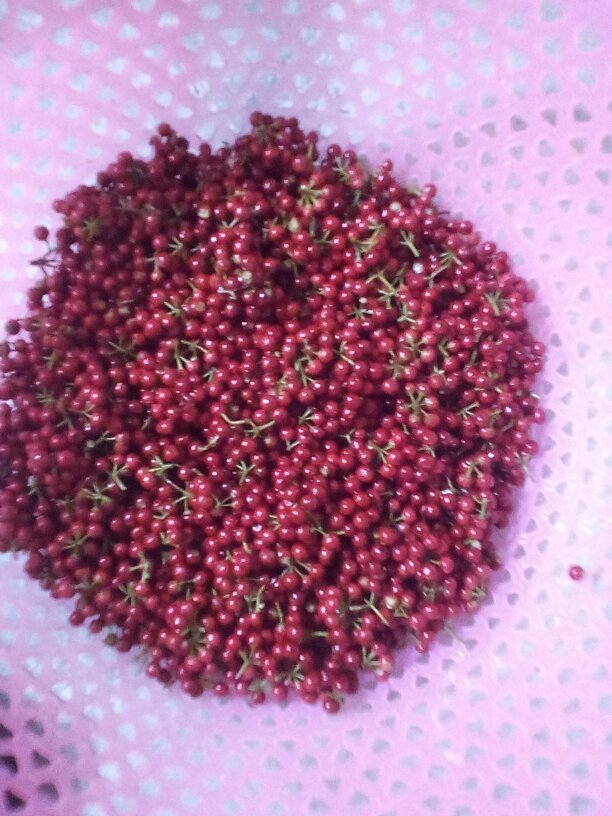 没人知道这些冬青籽 可不可以泡酒的吗