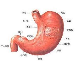 胃脘疼什么位置图