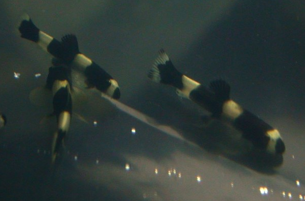 请问小蜜蜂鱼能和熊猫鳅鱼一起养吗?蜜蜂能把