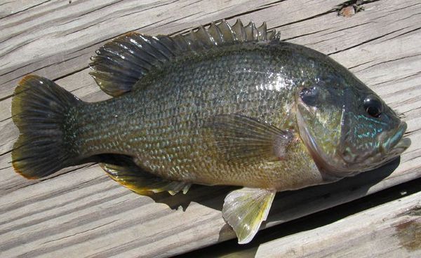 这条是什么鱼?水库钓的