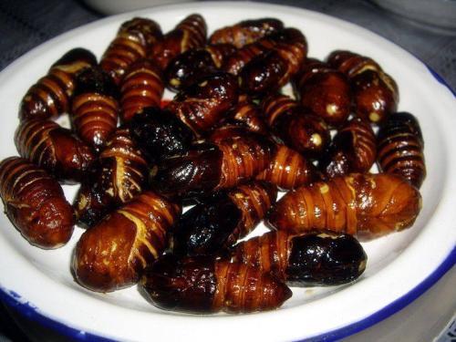 蚕蛹中间的黑心是什么