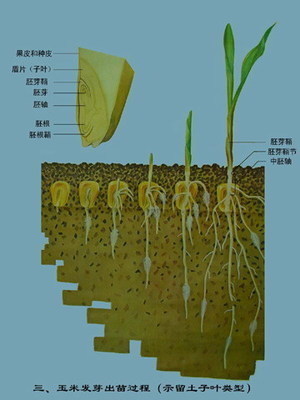 玉米种子发芽过程