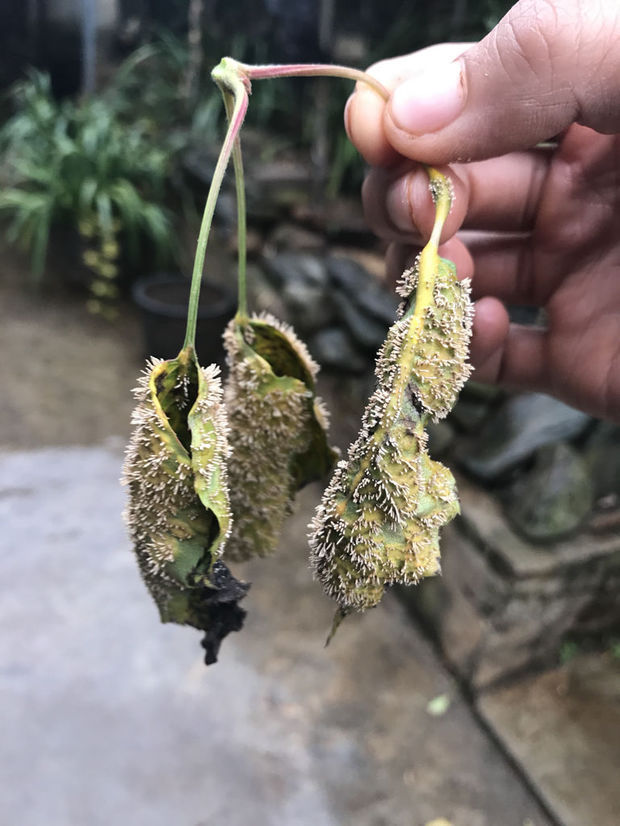 这是什么鬼真菌感染造成的果蔬叶子成这玩意!