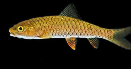 光眼鱼,黄娟鱼,粗鳞鱼,军鱼,砖鱼,河坚鱼,青鳟,鲣钟,青娟,娟鱼,石娟