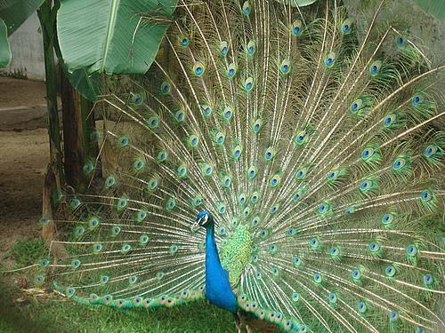 什么动物的尾巴像一把伞