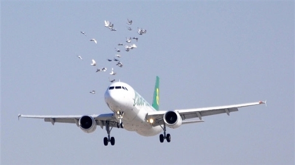 小鸟撞飞机用流体力学原理怎么解释?