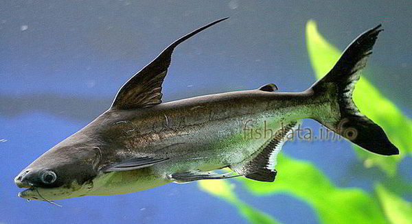 这是什么鱼最大的那个