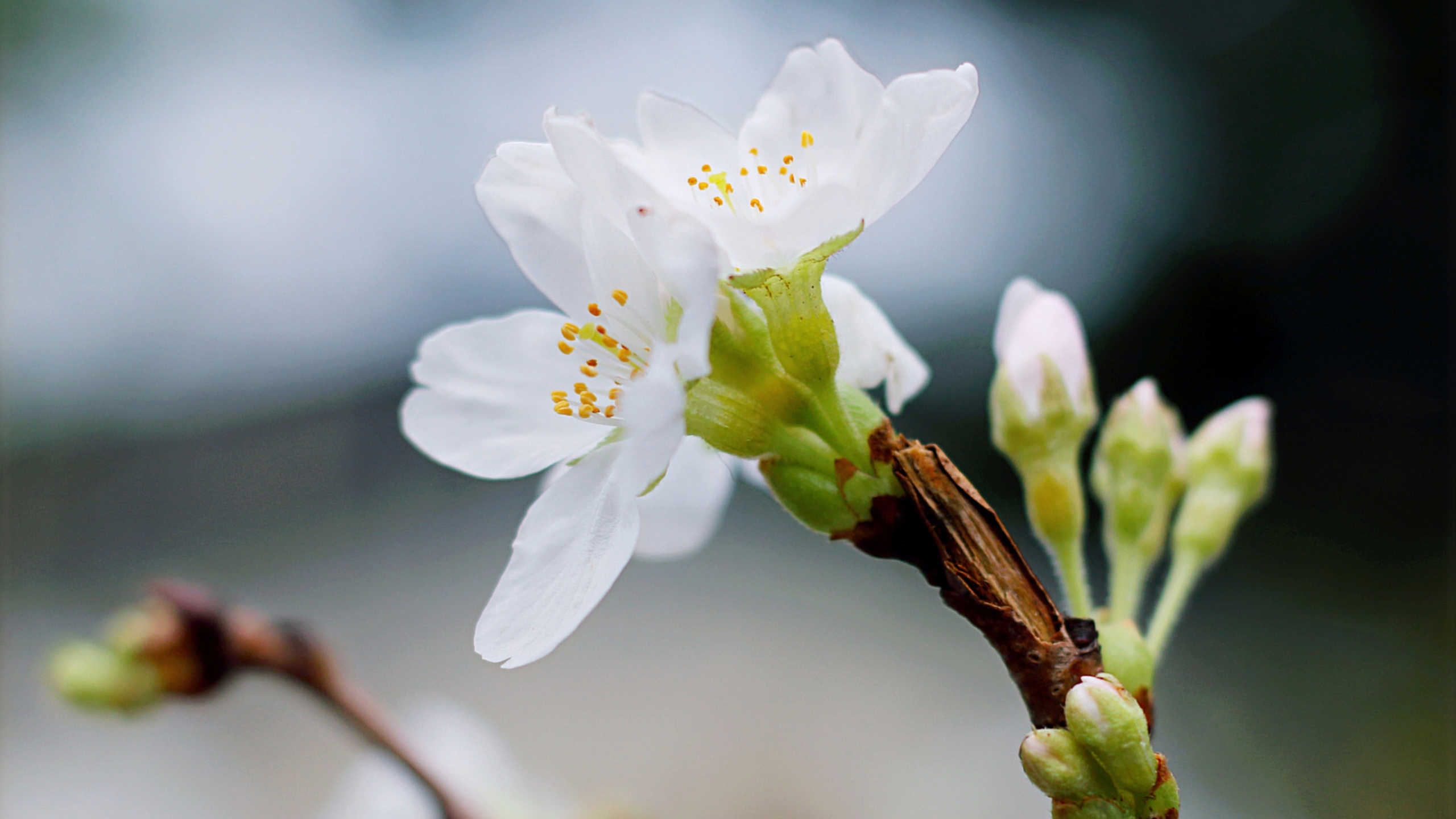 白梅花香自苦寒来[图2]