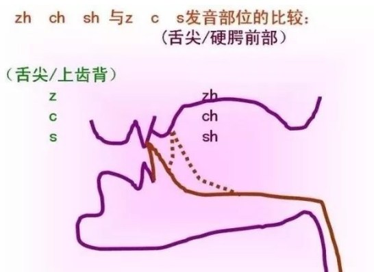 卷舌发音位置图片图片