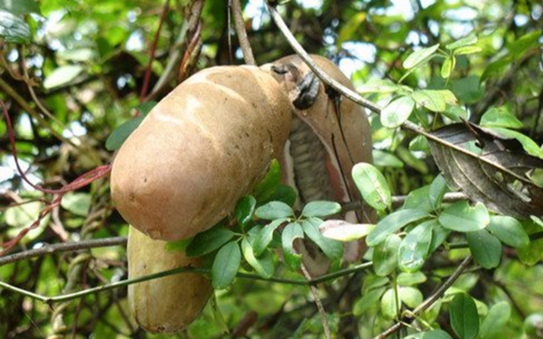 龙岩市冬天气候种植八月瓜适合吗