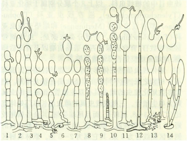 是部分外生,部分内生,如内丝白粉菌属,球针壳属和半内生钩丝壳属等